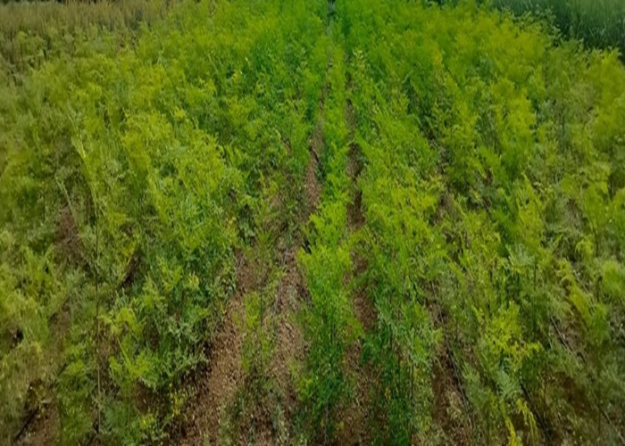 Nature
