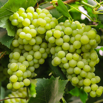 Grapes
